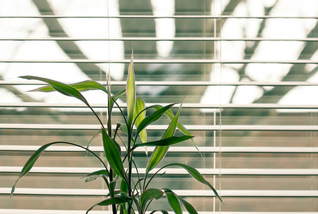 Small indoor plant nursery in office | Malaysia