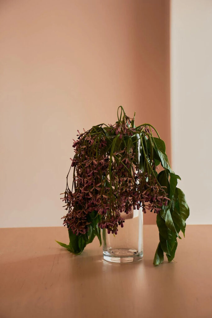 a pot of wilted plant on the table