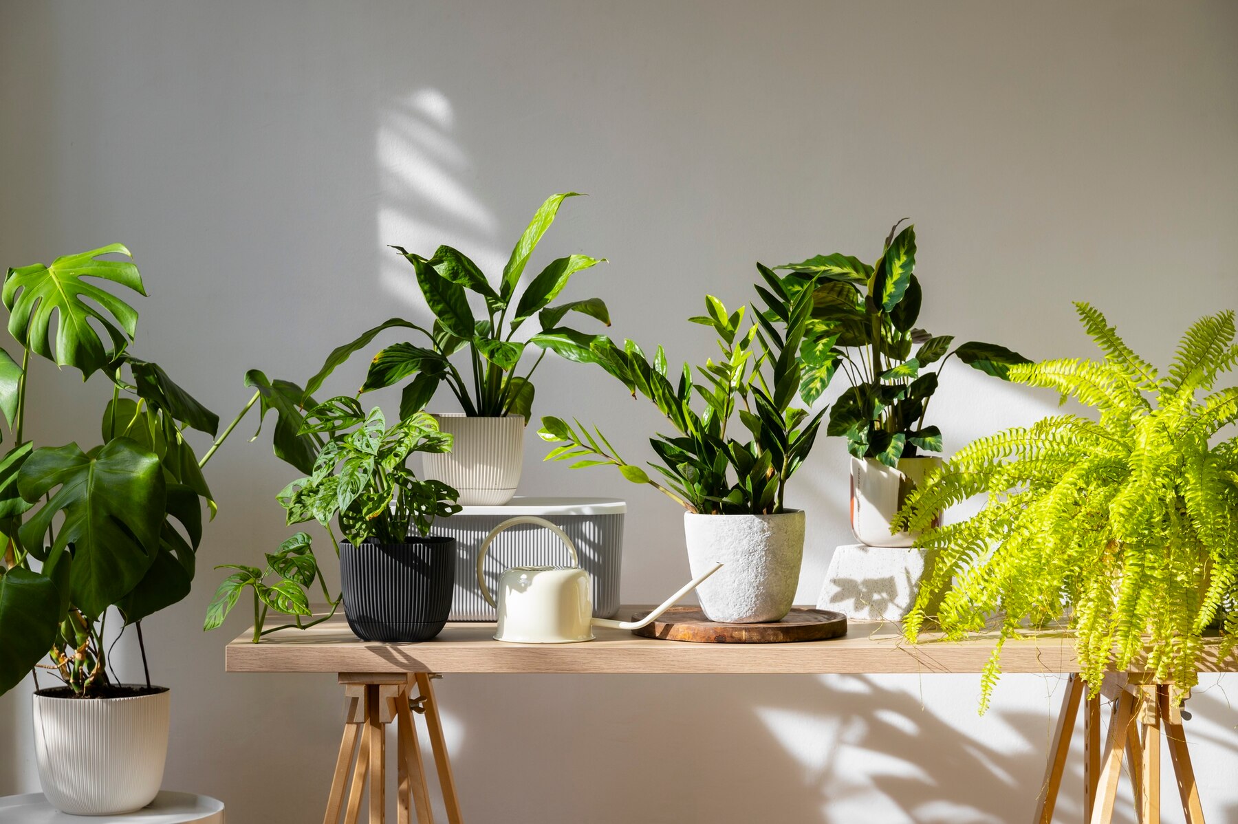 indoor flower plants located on a table in a studio at a nursery | Econursery