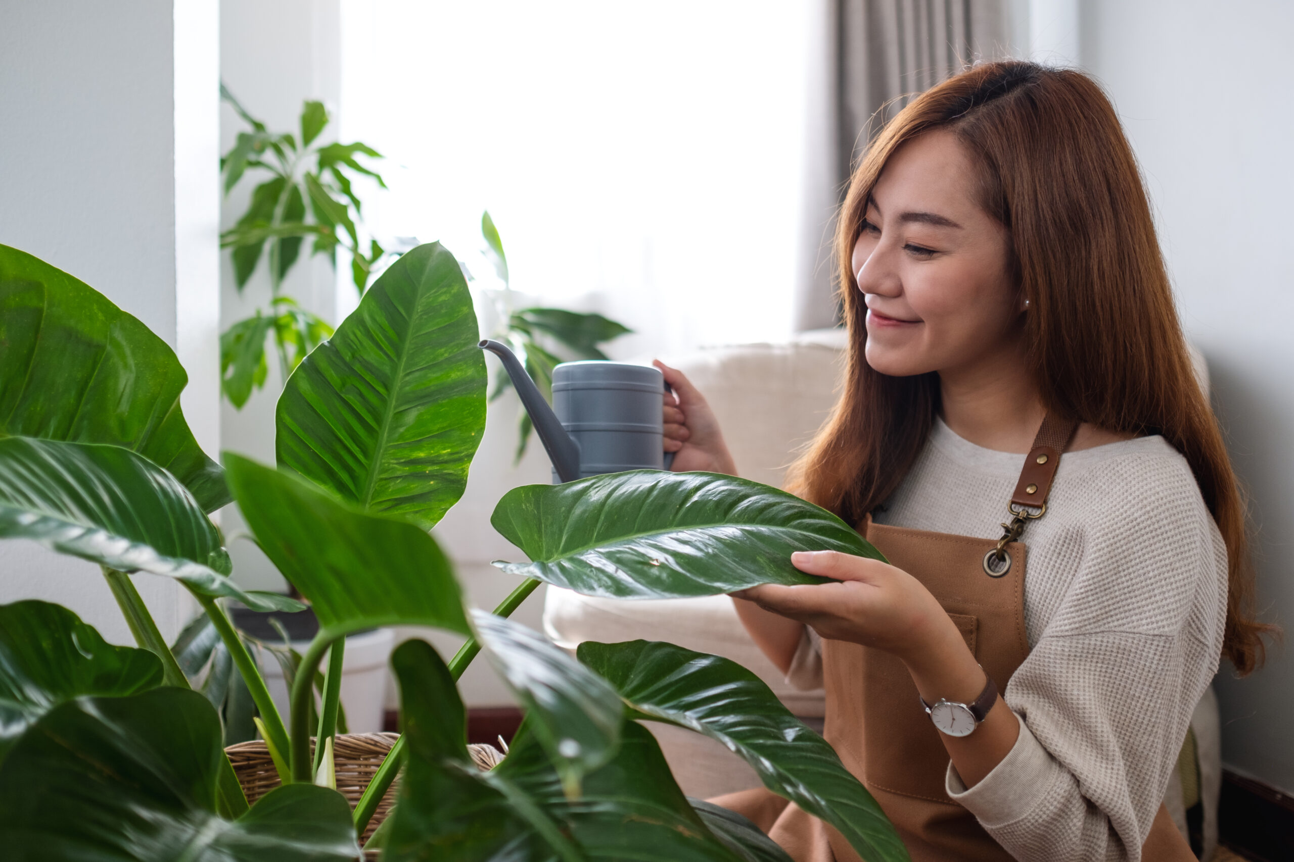 A woman is taking care the indoor must have plant in her house