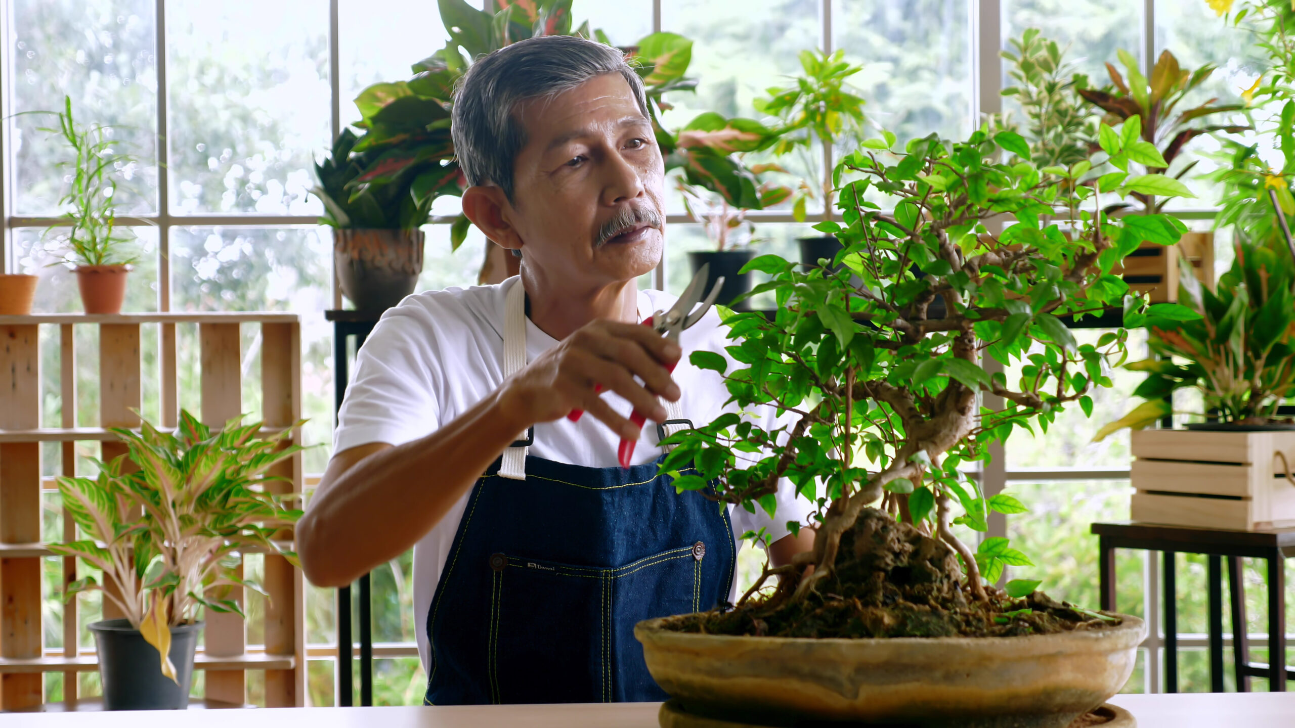 The happy senior is take care on his bonsai plant in the indoor garder